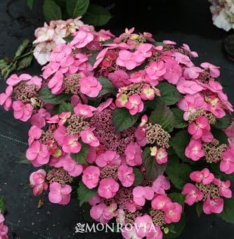 Tuff Stuff Reblooming Mountain Hydrangea Plant, Super One Gallon Container by Monrovia Growers