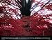 Hoped For... by Robert Barry. ART PRINT Canvas Rolled.. 29.50 inches width by 22.50 i...