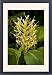 Framed Prints of Kahili Ginger or Ginger Lily from Ardea Wildlife Pets