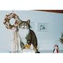 Naschkatzen leben l�nger...: Anja - Eine fantastis&hellip von Marlis E. Hornig