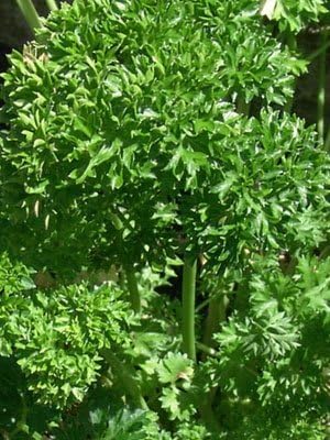 Organic Forest Green Parsley 1 OZ ~11,000 seeds