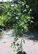 Jujube "Sugar Cane" Five Gallon Tree