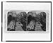 Historic Print (L): The Steamer Kate Adams of Memphis / R.R. Donnelley & Sons.