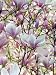 Pink Flowers of Magnolia Tree - 18