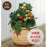 ミニトマト：ベランダレッド3号ポット4株セット[サントリー本気野菜]