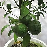 シークワーサー（ヒラミレモン）4～5号ポット[10～11月収穫　沖縄の柑橘・苗木・酢ミカン]