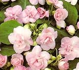 Double Pink Impatiens 15 Seeds - Annual