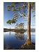 Island of Scots Pines Reflected in Loch Mallachie, Scotland Photographic Poster Print by Mark Hamblin, 36x48