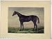 1869 COLOUR PRINT HORSE PRETENDER NEWMARKET EPSOM