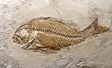 Fossil Fish - 18