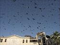 Jigsaw of Pigeons in Umayyad Mosque courtyard from Robert Harding