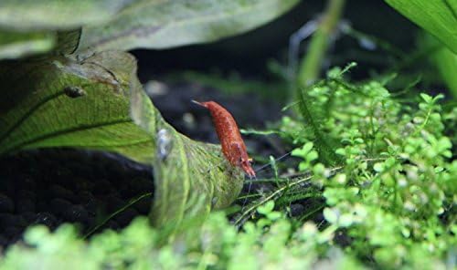 3 Berried &amp; 2 Male Red Cherry Sakura Shrimp 1/2" to 3/4" Male &amp; Female- Actively Breeding + Java Moss.