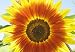 Sunflower Autumn Beauty - Helianthus Annuus - 100 Seeds