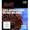 Discovery HD: Austin Stevens - Der kleine Leopard Das Aufwachsen in der Wildnis [Blu-ray]