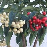 [実付き]万両（マンリョウ）：夫婦長寿万両6号鉢植え[縁起の良い紅白寄せ植え]