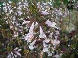 サルビア　パープルボルケーノ　salvia lyrata　'Purple Volcano' 　10.5センチポット　20苗セット セージ サルビア ハーブ 苗 セット 宿根草 耐寒性 耐暑性 多年草 ボルケーノ