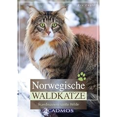 Norwegische Waldkatze: Skandinaviens sanfte Wilde