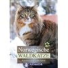 Norwegische Waldkatze: Skandinaviens sanfte Wilde
