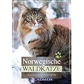 Norwegische Waldkatze: Skandinaviens sanfte Wilde