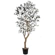 Dogwood Silk Tree 5'