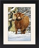 Framed Prints of Scottish Highland Cow - in snow from Ardea Wildlife Pets