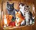 Kitchen & Housewares : Serving Tray ~ Barn Cats ~ 18 inches x 12 inches ~ melamine plastic ~ code 158