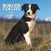 Border Collie 2009 Wall Calendar 12 X 12