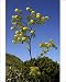Photographic Prints of DAD-1862 Ferula linkii - a tall perennial herb in full flower. Height up to 3m from Ardea Wildlife Pets