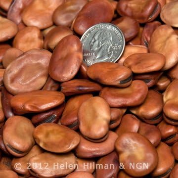 Fava Broad Windsor Heirloom Bean Seeds