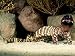 Mexican Beaded Lizard, Native to Pacific Coastal Mexico Photographic Poster Print by ...