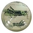 Green Grasshopper Crystal paperweight