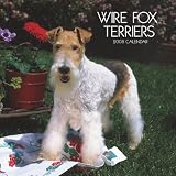 Fox Terriers, Wire 2008 Square Wall