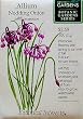 Allium Nodding Onion Seeds 60 Seeds Botanic Gardens Series