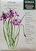 Allium Nodding Onion Seeds 60 Seeds Botanic Gardens Series