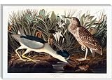 Black-crowned Night Heron Or Qua Bird by John James Audubon Canvas Painting Reproduction Art Print #1515 12x8