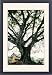 Framed Prints of ROG-12073 Ancient PIPAL tree from Ardea Wildlife Pets