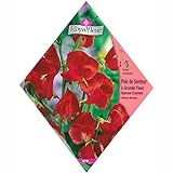 [春・秋まき 花タネ][フランス花の種]スイートピー スペンサースカーレット 1袋