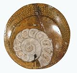 Ammonite Snail Fossil Naga Land Tibet Sacred Healing Stones Amulet