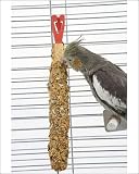 Photographic Prints of Cockatiel - in cage feeding from Ardea Wildlife Pets