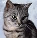 Wallmonkeys Peel and Stick Wall Decals - Grey Tabby Kitten - Removable Graphic