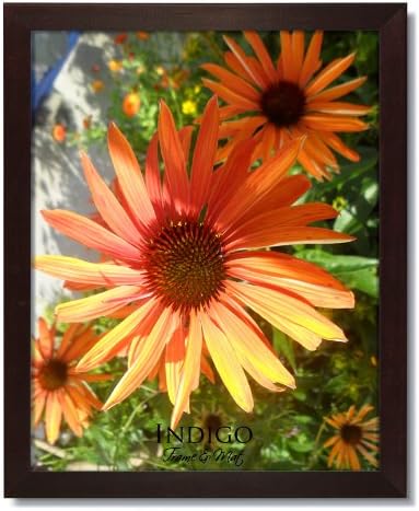 SET of 6 - 8.5x11 Dark Walnut Wood Certificate Frames and Clear Glass