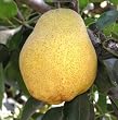 Kieffer Pear Tree Five Gallon