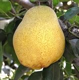 Kieffer Pear Tree Five Gallon