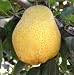 Kieffer Pear Tree Five Gallon