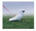 Premier Feather Tether Bird Harness, Petite, Neon Lemon