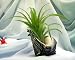 Live Bromeliad Nautilus Shell-For Office/Dorm/Home-Easy