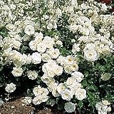 Garden Roses - Rosa 'Iceberg'