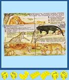 Wild Cats Cube (7 - 107 years)