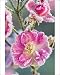 Photographic Prints of FEU-550 Miniature Pink Rose Flowers - frosted from Ardea Wildlife Pets