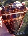 Rare Polished Melongina Conch Seashell Nautical Shell